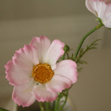 Light Pink Large Cosmo Daisy Flowers