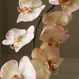 Light Pink Large Orchid Flower