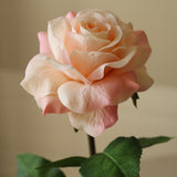 Light Pink Medium Stem Garden Rose