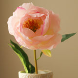 Light Pink One Head Peony Flower