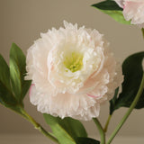 Light Pink Peony Flower