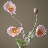 Light Pink Poppy Flower