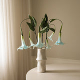 Light Blue Large Datura Stramonium Flower