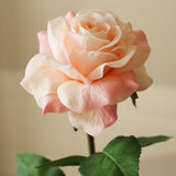 Light Pink Medium Stem Garden Rose