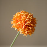 Orange Allium Bulb