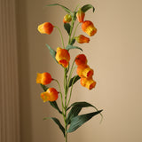 Orange Chinese Lantern Lily Flowers