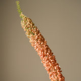 Orange Eremurus Large Foxtail Lily