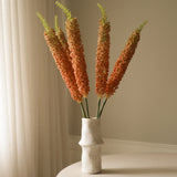 Orange Eremurus Large Foxtail Lily