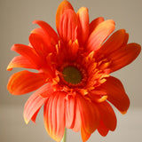 Orange Gerbera Daisy Flower