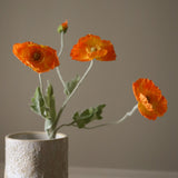 Orange Poppy Flower