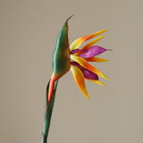 Orange Strelitzia "Bird of Paradise" Flower