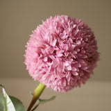 Pink Allium Azureum Bulb