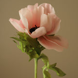 Pink Anemone Flower