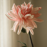 Pink Cactus Dahlia Flower