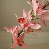 Pink Cymbidium Iridioides Orchid Flower