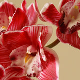 Pink Cymbidium Orchid Flower