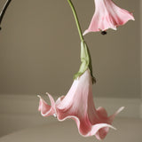 Pink Datura Stramonium Flower