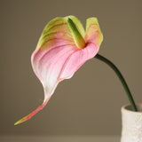 Pink Flamingo Anthurium Flower