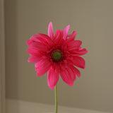 Pink Gerbera Daisy Flower