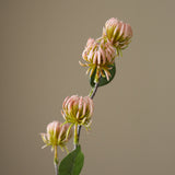 Pink Hamamelis Branch