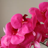 Pink Majestic Orchid Flower