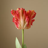 Pink Parrot Tulip Flower