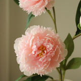 Pink Peony Flower