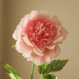 Pink Peony Flower