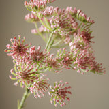 Pink Queen Anne's Lace Flower