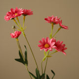 Pink Small Daisy Flowers