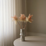 Pink Cotinus Coggygria Young Lady Flower