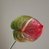 Pink Anthurium Flower