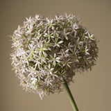 Purple Allium Gladiator Flower