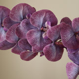 Purple Majestic Orchid Flower