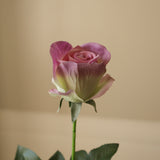 Purple Premium Longstem Rose