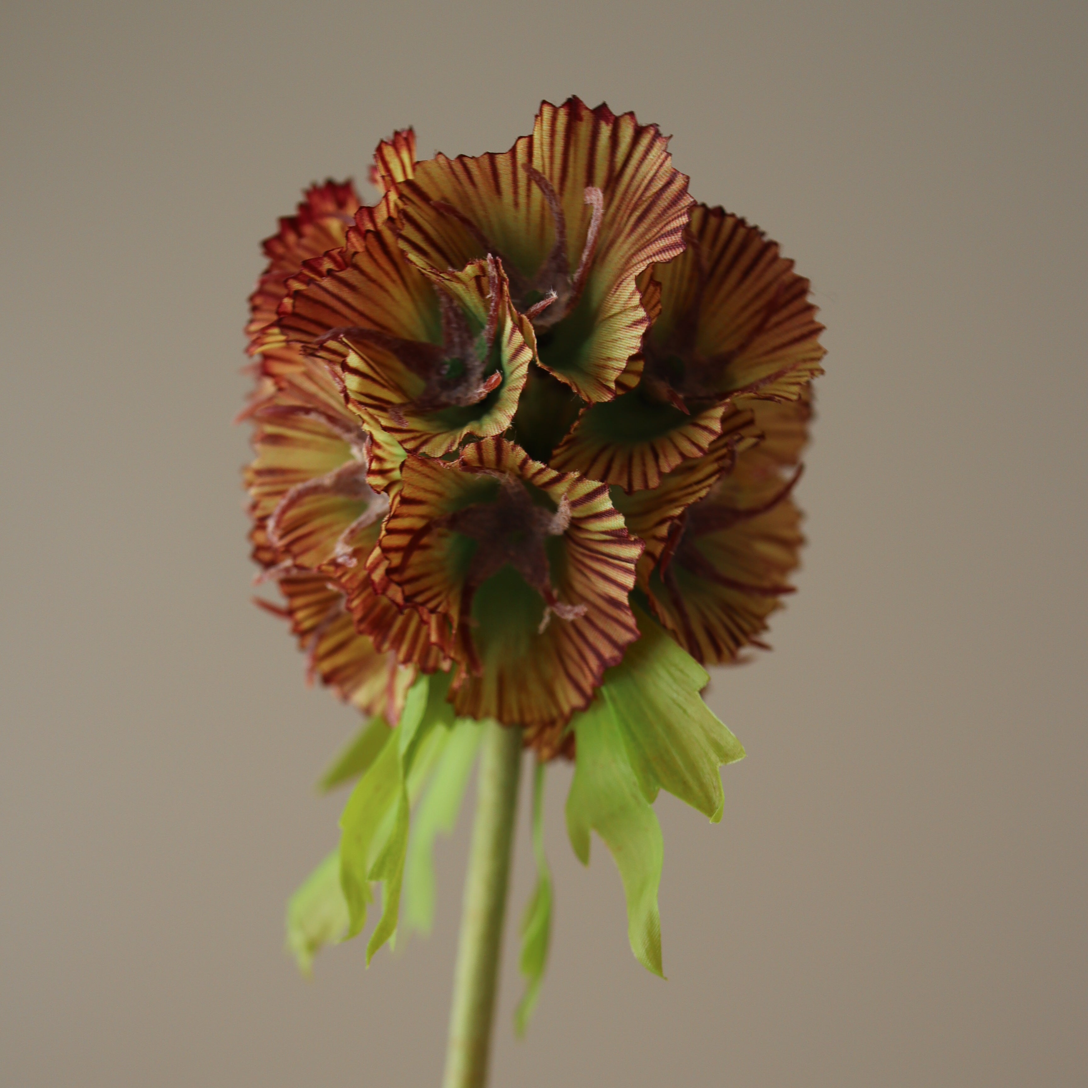 purple flower seed pods Shop Scabiosa Seed Pod Flower from Botané