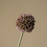 Purple Small Allium Flower