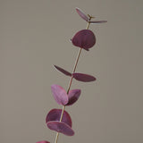 Purple Small Eucalyptus Leaves