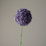 Purple Allium Giganteum