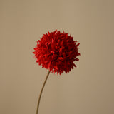 Red Allium Bulb