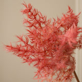 Red Cotinus Coggygria Young Lady Flower