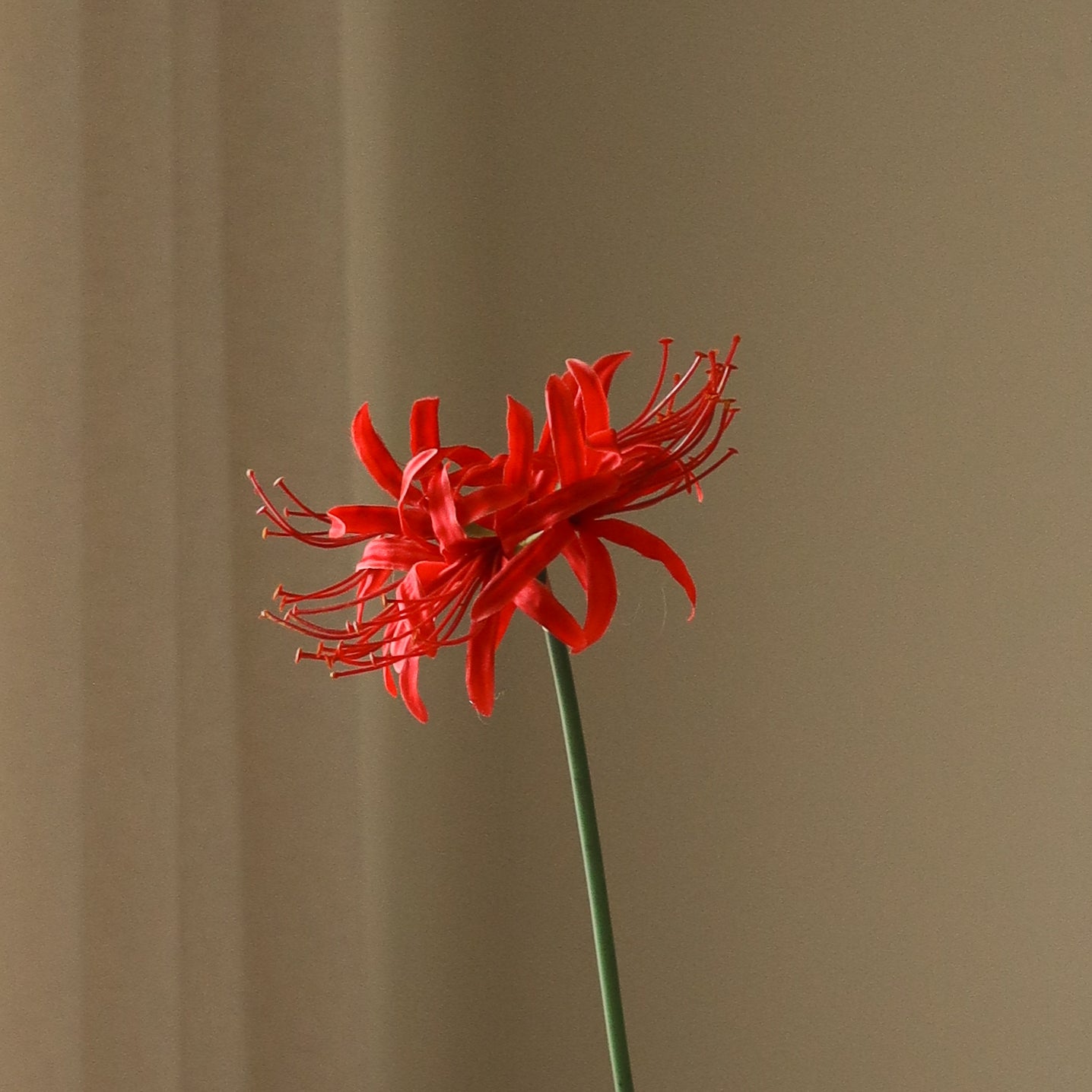red spider lily flowers Red Higanbana "Spider Lilies" Amaryllis Flower – Botané
