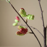 Red Mulberry Branch