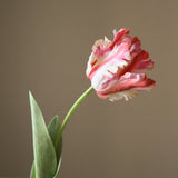 Red Parrot Tulip Flower