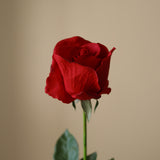 Red Premium Longstem Rose