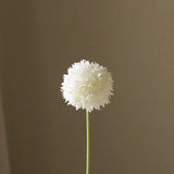 White Allium Bulb