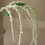 White Amaranthus Flower