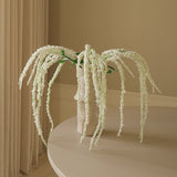 White Amaranthus Flower