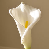 White Calla Lily Flower