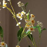 White Chamomile Daisy Flowers
